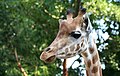 Girafe du Zoo des Sables