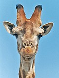 Thumbnail for File:Giraffekapp.jpg