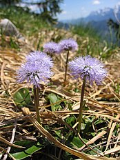 <center>Globularia nudicaulis</center>