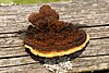 Gloeopyllum sepiarium - 20070610-01.jpg