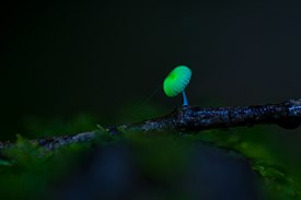 Glowing Mushroom