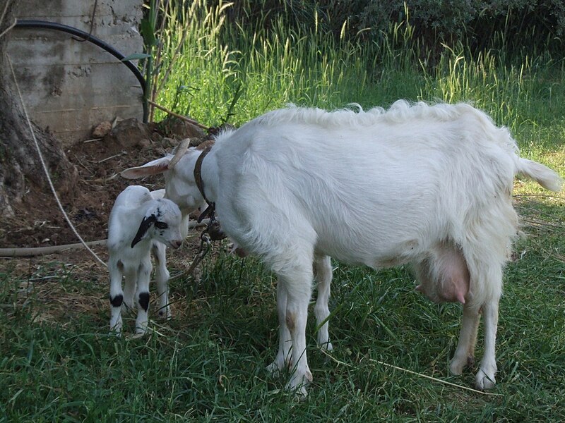 File:Goat with kid.JPG