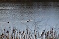 Gog-le-hi-te-wetlands 02-17 04.jpg