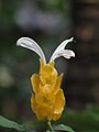 Golden Shrimp(Pachystachys lutea) from Koovery