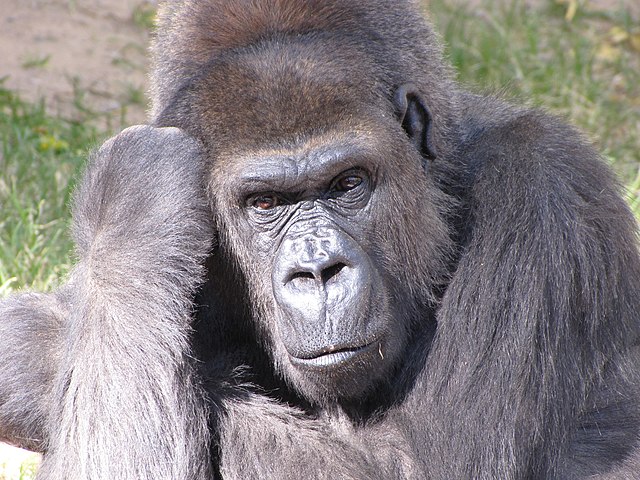 Western gorilla