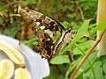 Tailed Jay, Graphium agamemnon