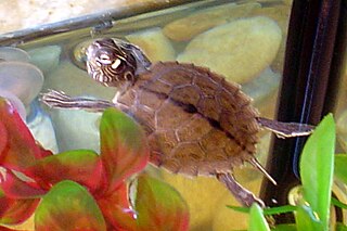 <span class="mw-page-title-main">Ouachita map turtle</span> Species of turtle