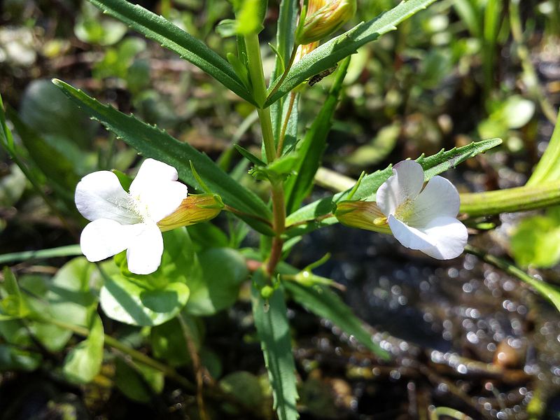 File:Gratiola officinalis sl1.jpg