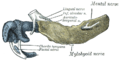 Figura 3: Mandibula embrionului uman 24 mm. lung. Aspect exterior.