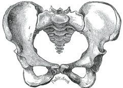 Female pelvis. Note wide pubic arch and shorter, pushed back sacrum