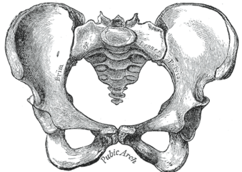Anatomie Becken: Hüftbein (Os coxae), Geschlechtsunterschiede am knöchernen Becken und Variationen, Erkrankungen