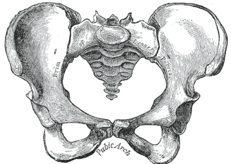 Pánev (anatomie)