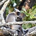 * Nomination Gray langur (Semnopithecus spp.) mother and baby, Nagarhole Nat'l Park, Karnataka --Tagooty 08:11, 12 December 2021 (UTC) * Promotion Good quality. --Cayambe 19:16, 12 December 2021 (UTC)