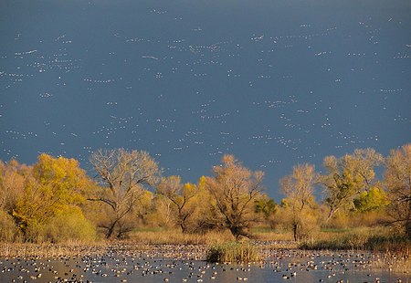 Waterfowl arriving in California's Central Valley in the fall Graylodgewildlifearea.jpg