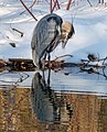 * Nomination Great blue heron in the Central Park Loch --Rhododendrites 17:34, 14 April 2021 (UTC) * Promotion  Support Good quality. --GRDN711 02:46, 15 April 2021 (UTC)