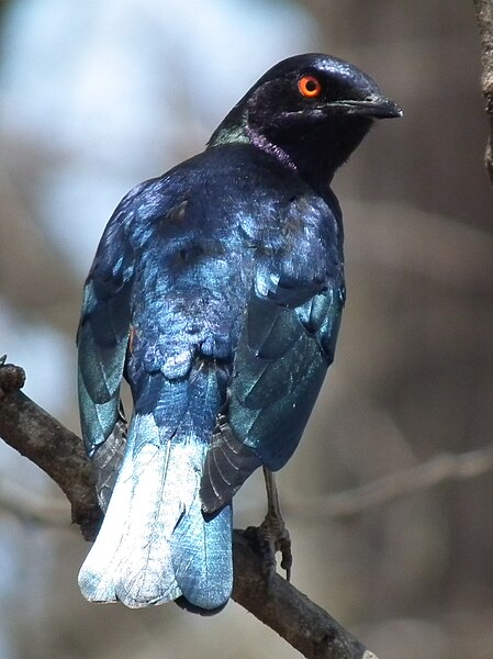 File:Greater blue eared Starling Lamprotornis chalybaeus in Tanzania 2983 cropped Nevit.jpg