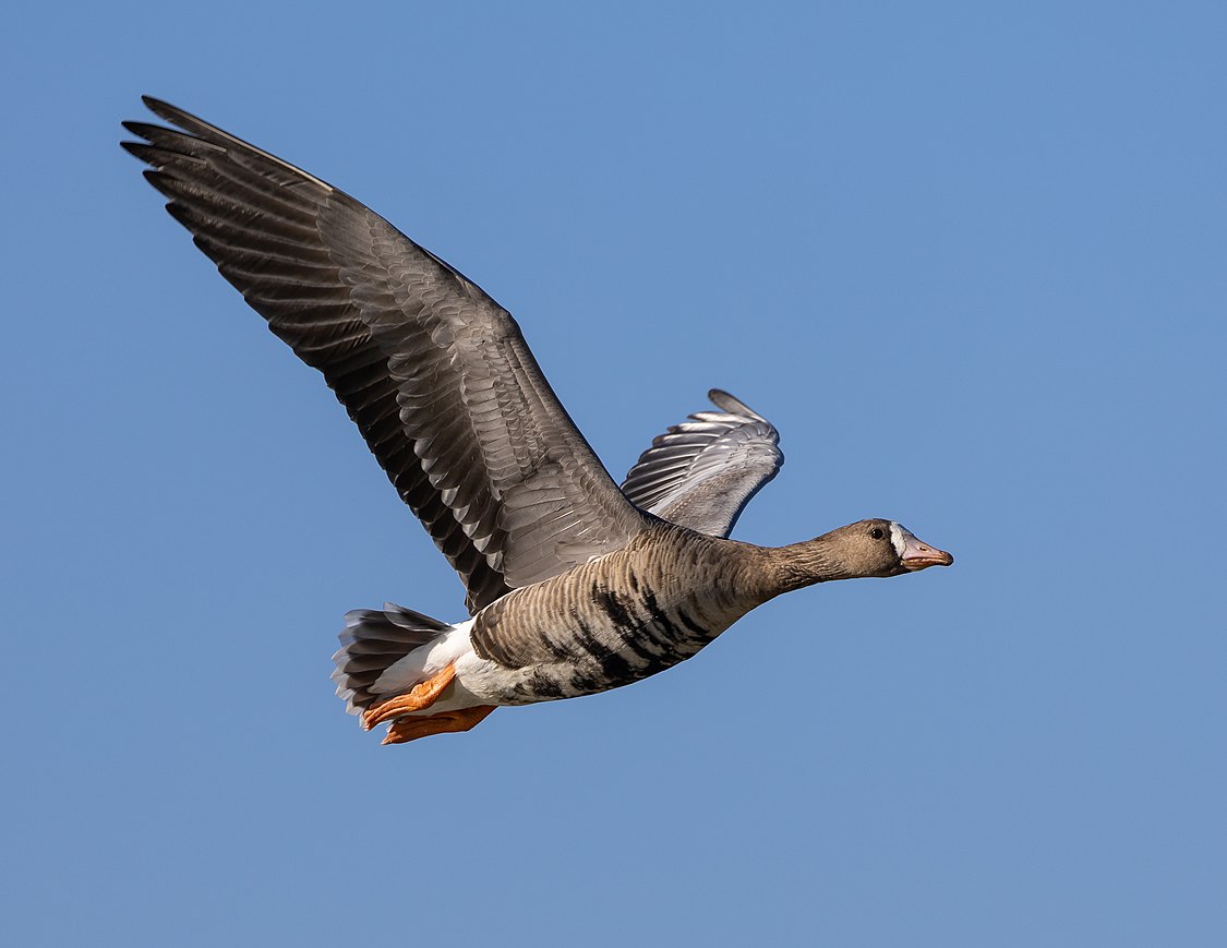 :File:Greater white-fronted goose in flight-1045.jpg