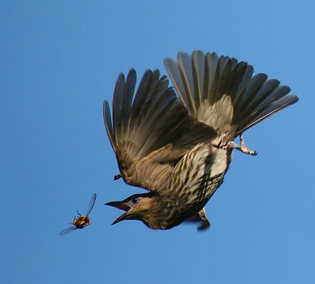 hawk bird flying