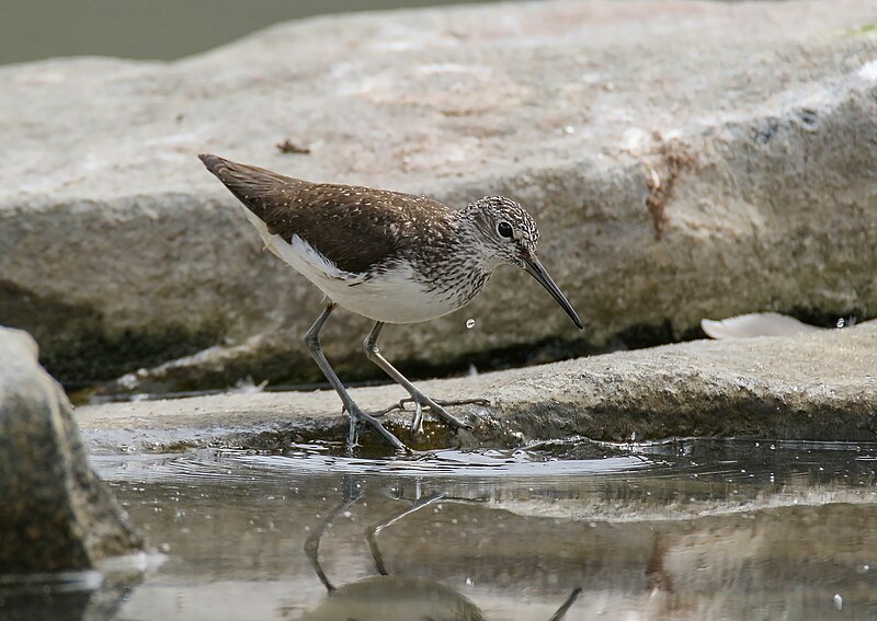 File:Green Sandpiper (Tringa ochropus) (45291109352).jpg