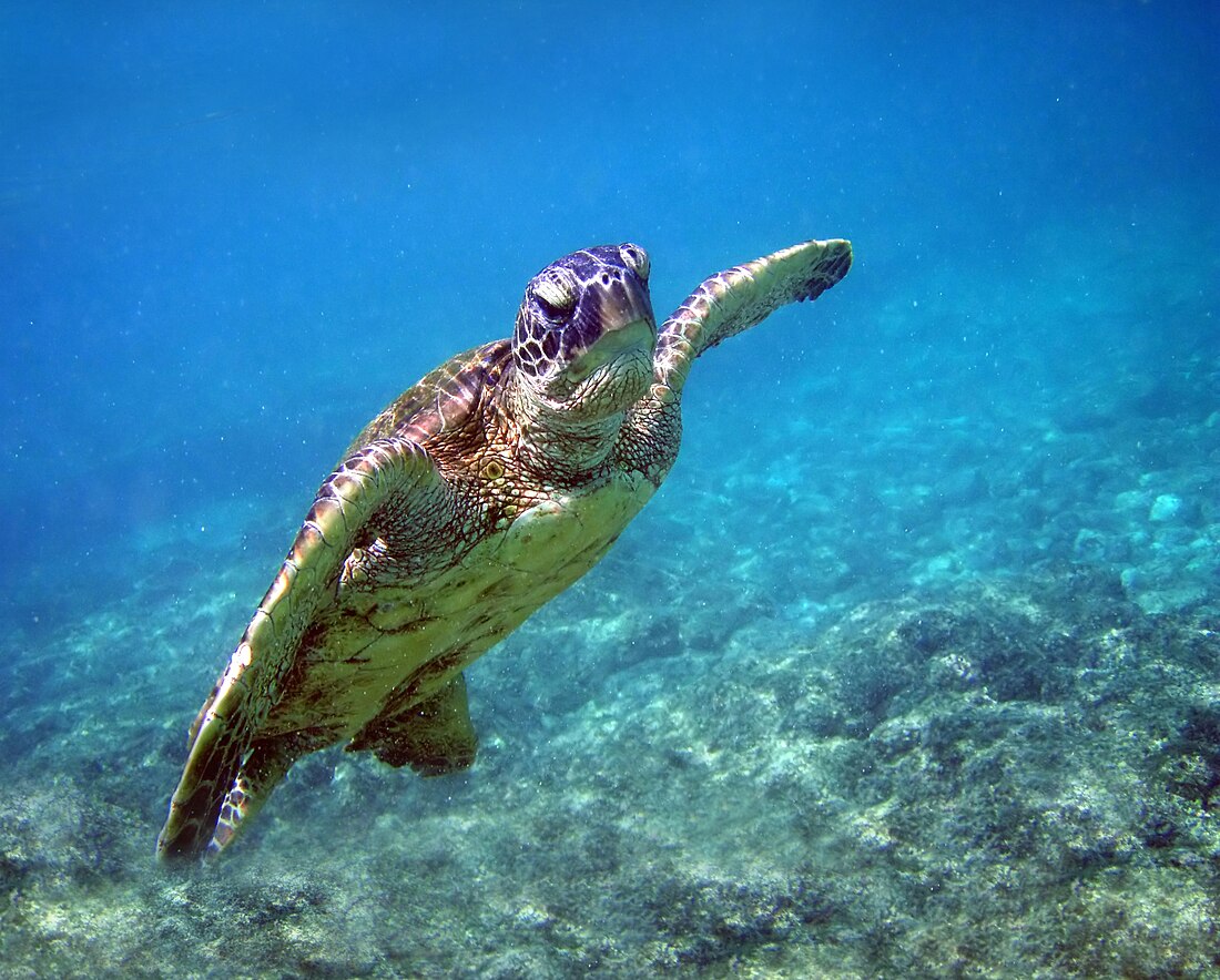 Tortue marine