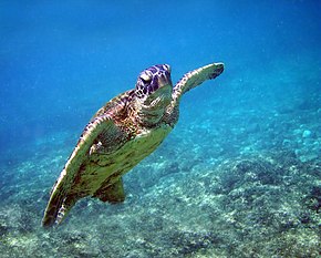 tortue-marine