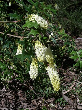 Beskrivelse af Grevillea flexuosa.jpg-billedet.