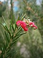 Grevillea rosmarinifolia