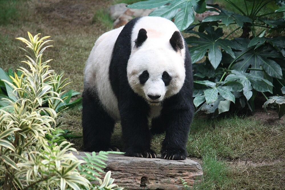The average adult weight of a Giant panda is 118 kg (260.15 lbs)