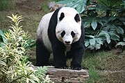 Urso preto e branco no chão