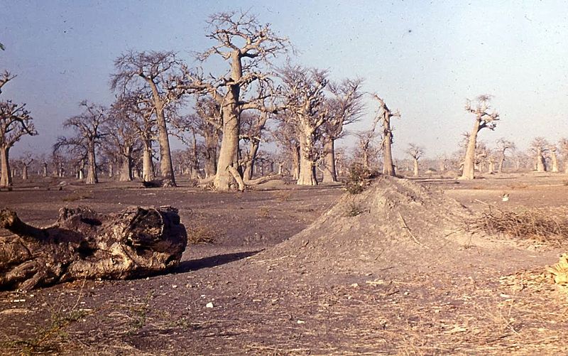 File:Grove of baobabs.jpg