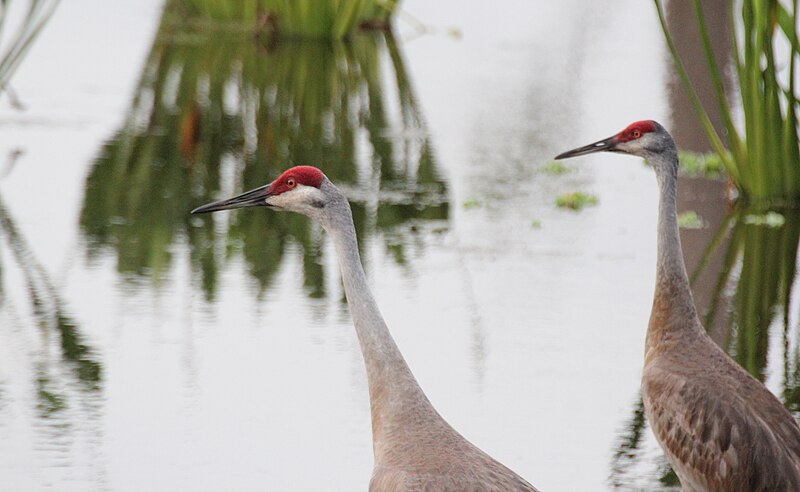 File:Grus canadensis (Sandhill Crane) 29.jpg