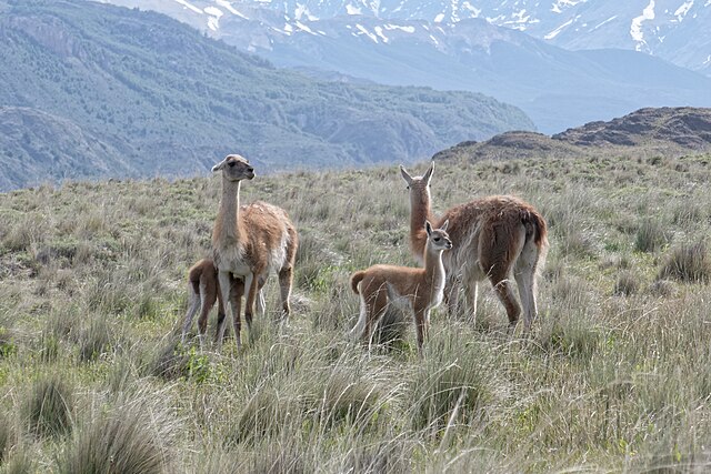 Guanacos_in_Chacabuco_valley_Chilean_Patagonia