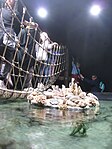 Hängbro över bassäng med havsdjur