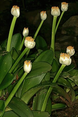 Valkotupsukki (Haemanthus albiflos)