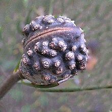 Fruit of Hakea lissosperma Hakea lisso fruit.jpg