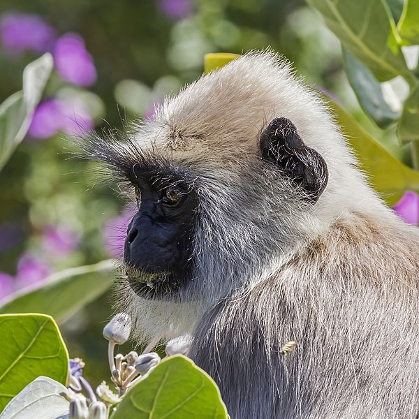 File:Hanuman langur (Semnopithecus priam thersites) head.jpg