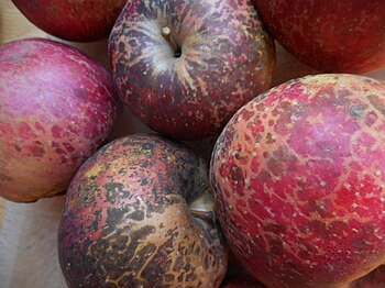 Haralson with its typical peel coloration from sooty blotch and flyspeck Haralson apples.jpg