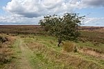 Thumbnail for File:Hardy hawthorn tree - geograph.org.uk - 4135919.jpg
