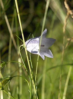 Harebell - geograph.org.uk - 201688