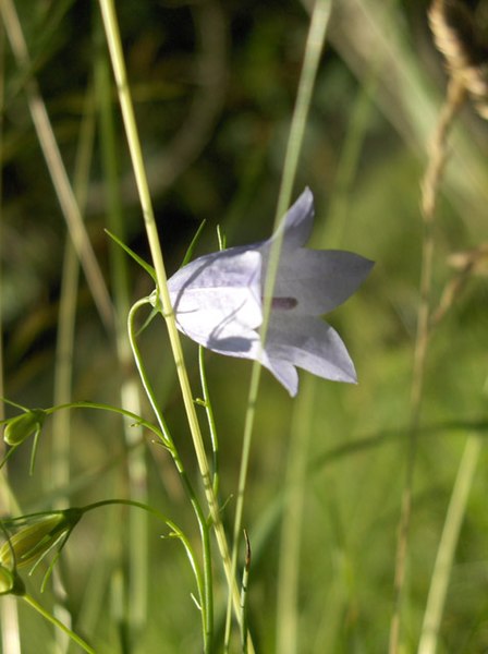 File:Harebell - geograph.org.uk - 201688.jpg