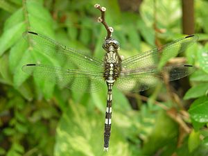 A Migrant Hawker Dragonfly