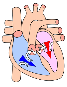 Heart during ventricular diastole. Heart diasystole.svg