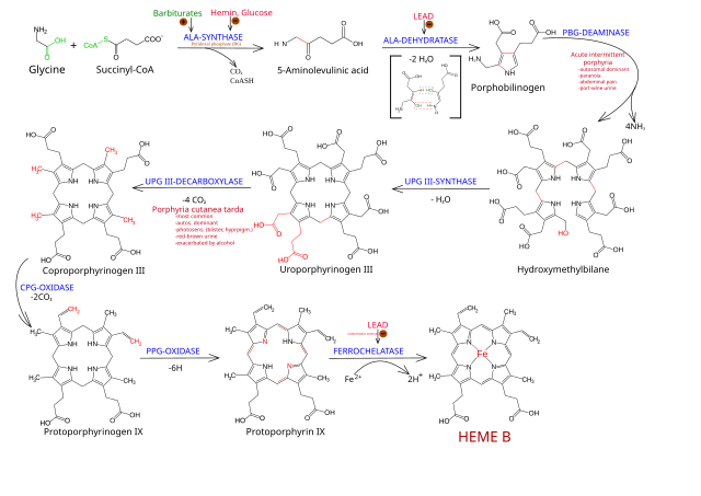 File:Heme-Synthesis-Chemical-Details-Mirror.svg - Wikimedia Commons