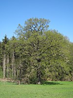 Hemer-Bäingsen-Natural Monument Pedunculate Oak-1-Asio.JPG