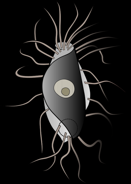 File:Hemimastix amphikineta.png