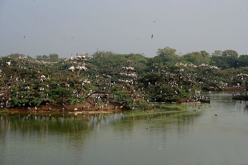 File:Heronry at Uppalpadu, AP W IMG 2791.jpg