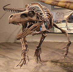 Herrerasaurus FMNH.jpg