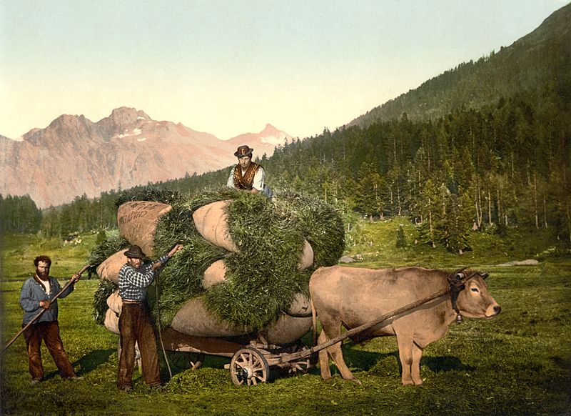 File:Heufuhr im Engadin um 1900.jpg