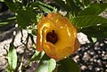 Hibiscus heterophyllus-kukka.jpg