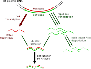 The hok/sok type I toxin-antitoxin system Hok sok system R1 plasmid present.gif